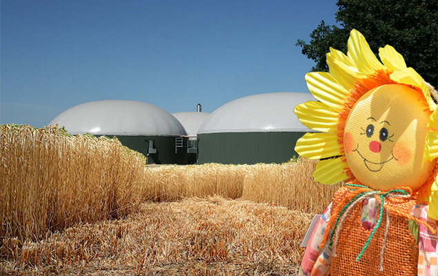 Miscanthus und Vogelscheuche vor einer Biogasanlage