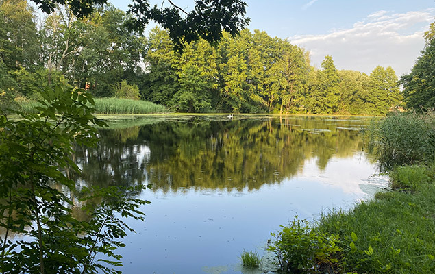 See mit Bäumen und Schwänen