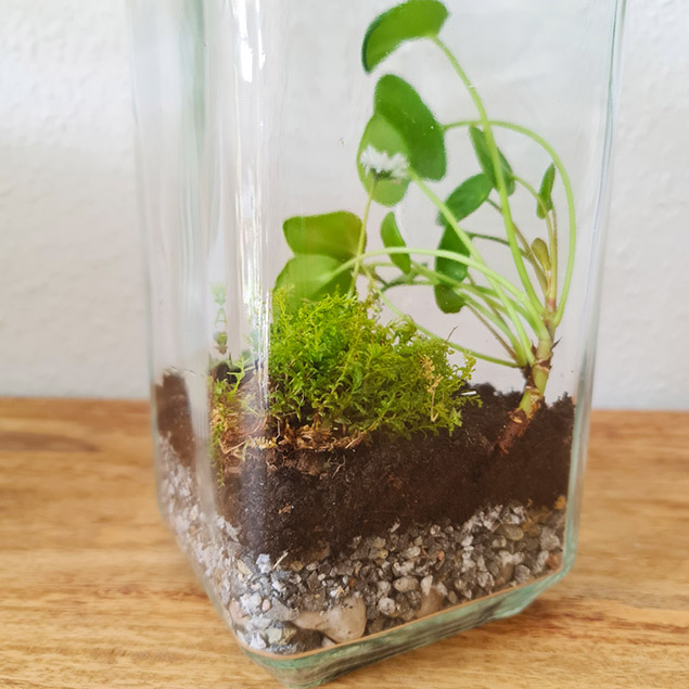 Glas mit Split, Erde und Pflanzen drin