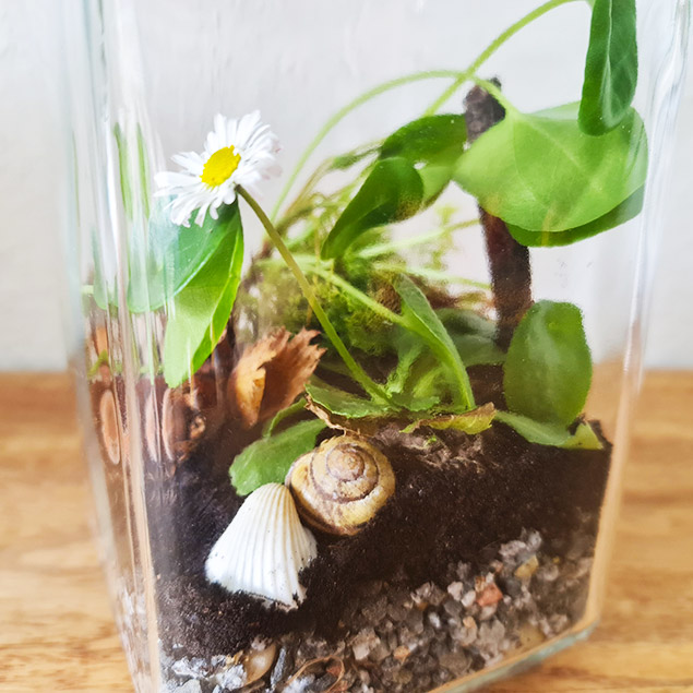 Gänseblümchen und Schneckenhaus im Glas