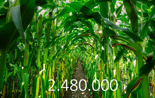 Blick zwischen Maispflanzen in einem Maisfeld und Zahl 2,48 Millionen