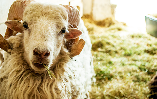 Schafbock mit Grashalm im Maul